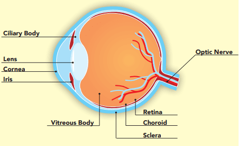 Uveitis: Parts of the Eye