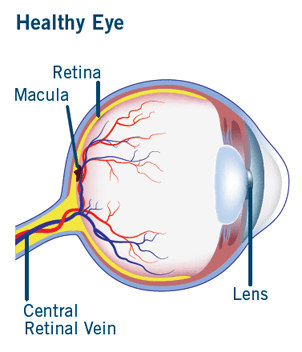 A diagram of what a healthy eye looks like