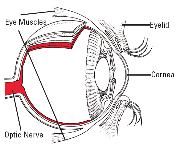 A diagram detailing parts of the eye