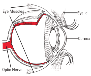 Parts of the Eye