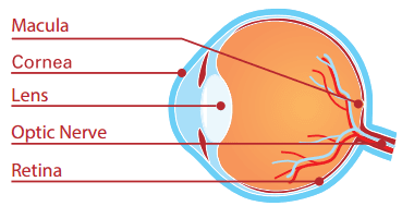 Blue Light And Your Eyes Prevent Blindness