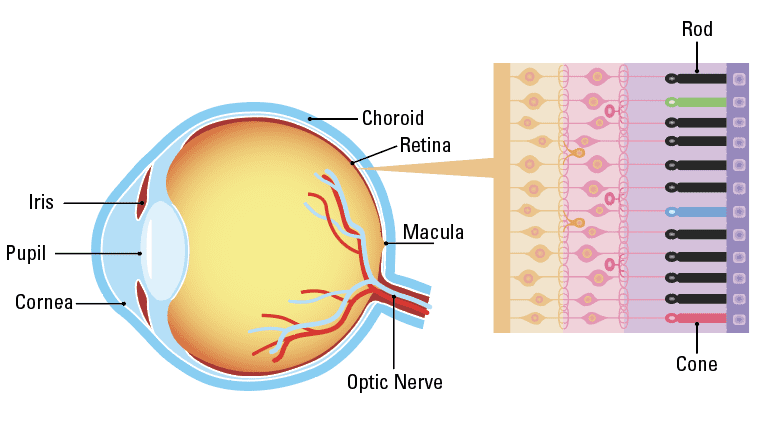 Sampling a thick male rod