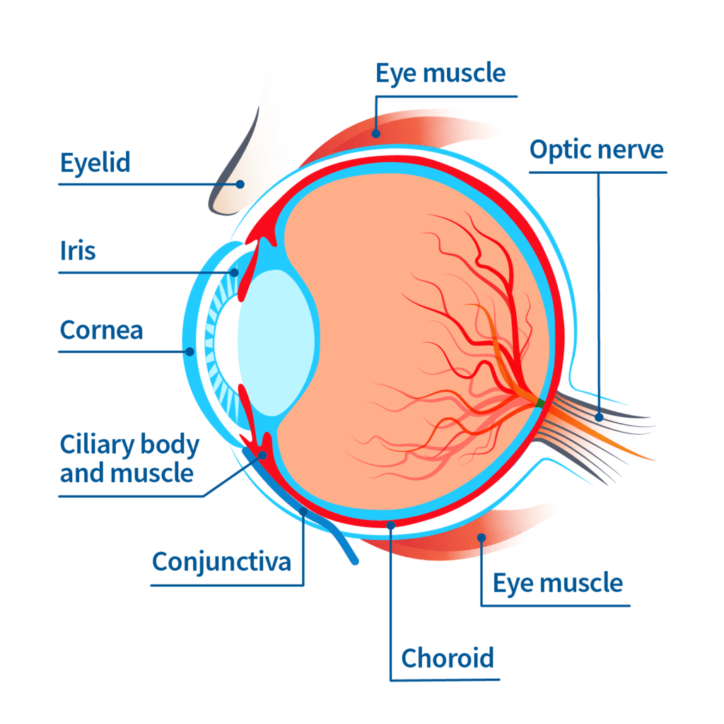 Parts of the eye: eye muscle, eyelid, optic nerve, iris, cornea, ciliary body and muscle, conjunctiva, choroid