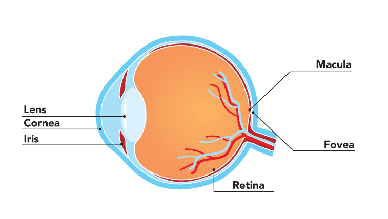 eyeball diagram, showing the lens, cornea, and parts of the eye affected by geographic atrophy: the macula, fovea and retina