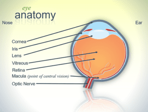 Healthy Eyes, Module 1 slide, eye anatomy