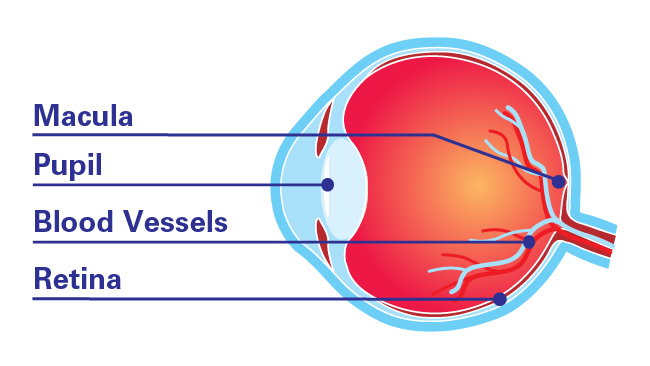 eye anatomy - parts of the eye that can be affected by juvenile diabetes