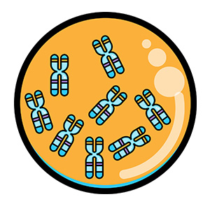 The command center of each cell is called the nucleus, and it contains chromosomes.