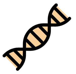 a representation of a gene on a small section of DNA