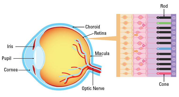 a diagram of the eye, with rods and cones. With Cortical Visual Impairment, the eyes may still work normally, but the brain's ability to process visual information is impaired.
