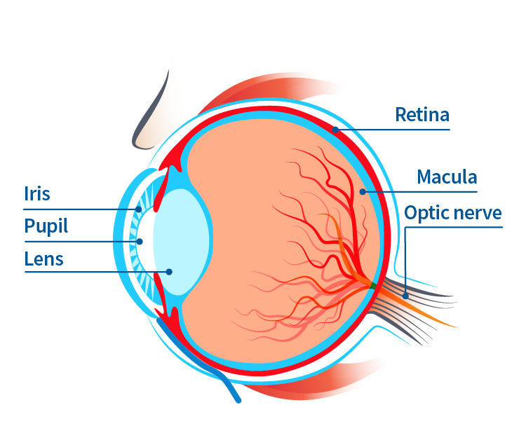 parts of the eye that can be affected by a coloboma