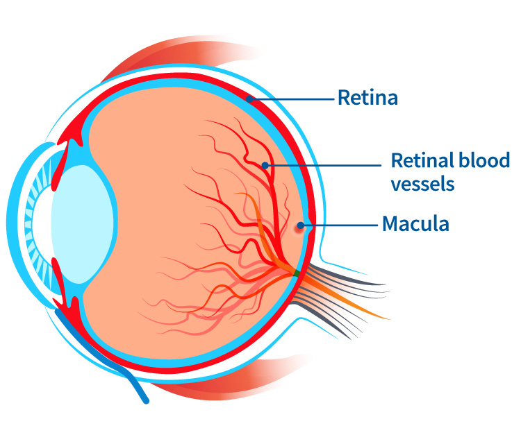 anatomy of the eye, showing the retina, retinal blood vessels, and the macula