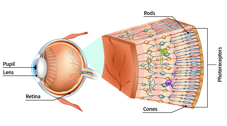 eye anatomy (pupil, lens and retina, rods and cones)