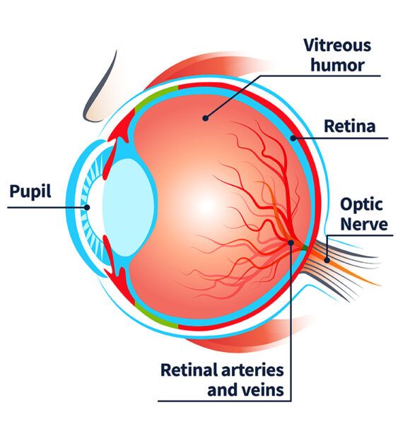 eye anatomy and rvo
